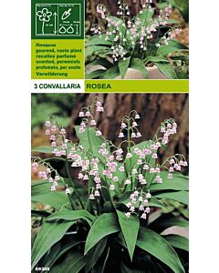 Момина сълза розова (Convallaria rosea) - 3бр