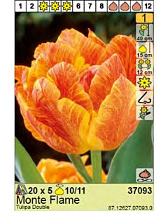 Лале Monte Flame - Пакет: 1 оп. - 5 бр.