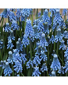 Мускари aucheri Blue Magic - 1 бр.