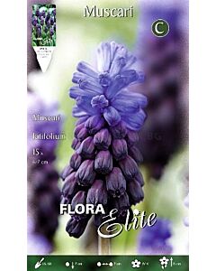 Мускари Latifolium*