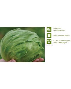 Семена салата Айс Мюзик пелети НОВО / Syngenta/ 1 оп-5000 бр
