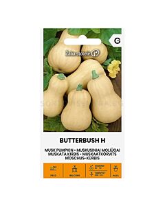 СК СЕМЕНА ТИКВА BUTTERBUSH H  