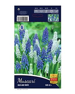 Мускари Blue and White