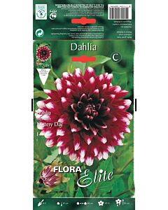 Далия - Dahlia decorative Mistery Day