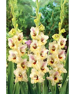 Гладиол large-flowered Louise - 1 бр.