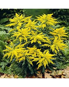 Златник / Solidago Laurin / 1 бр