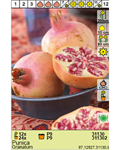 Нар /Punica Granatum - 1 брой