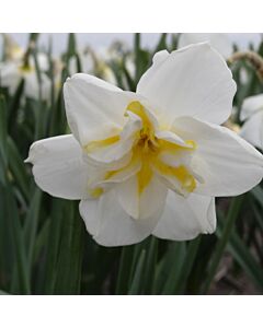 Нарцис /Narcissi papillon 'Lemon Beauty'/ 1 бр