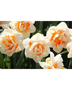Нарцис /Narcissi double 'Flower-Parade'/ 1 бр