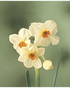 Нарцис Multiflora Cragford (по няколко цвята на дръжка)