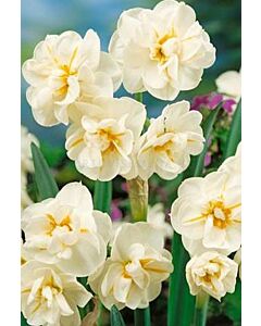 Нарцис Multiflora Sir Whinston Churchill - (по няколко цвята на дръжка)