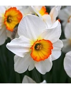 Нарцис Large-cupped Flower Record*