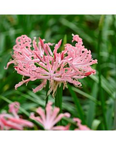 Нерине / Nerine  'Flugel' / 1 бр 