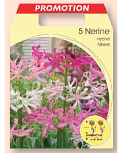 Нерине хибрид микс / Nerine mixed / 1 оп ( 5 бр )