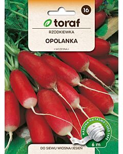 СЕМЕНА РЕПИЧКИ Opolanka 6М ЛЕНТА - ТОРАФ