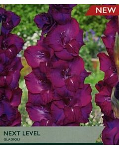 Гладиол large-flowered 'Next Level' 12/14 - 1 бр.