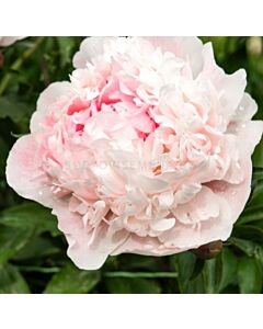 Божур/ LACTIFLORA Nick Shaylor - 1 бр.