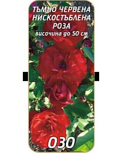 Нискостъблена роза 030