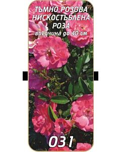 Нискостъблена роза 031