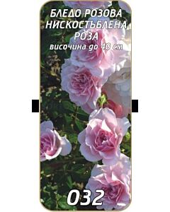 Нискостъблена роза 032