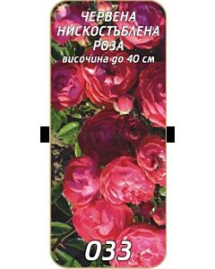 Нискостъблена роза 033
