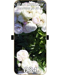 Нискостъблена роза 034