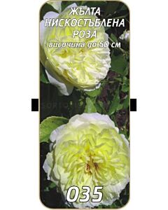 Нискостъблена роза 035