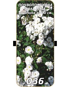 Нискостъблена роза 036
