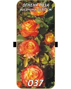 Нискостъблена роза 037