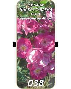 Нискостъблена роза 038