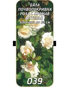 Нискостъблена роза 039