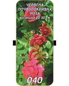 Нискостъблена роза 040