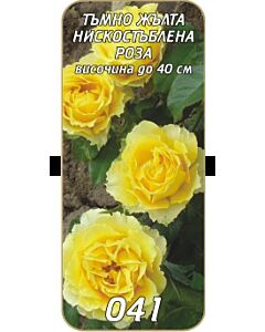 Нискостъблена роза 041