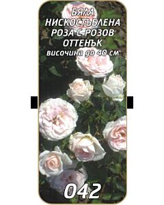 Нискостъблена роза 042