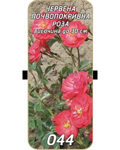 Нискостъблена роза 044