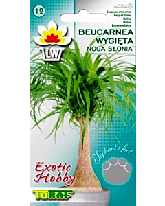 Семена Нолина - Слонски крак - 5 семена