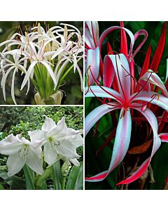 Кринум микс / Crinum mix / 5 бр 