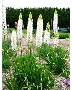Еремурус White Beauty Favourite