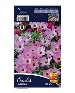 Оксалис Adenophylla