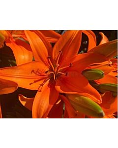 Лилиум asiatic 'Orange Matrix' - 1бр