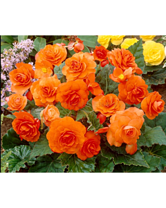 Бегония multiflora maxima orange - 1 брой