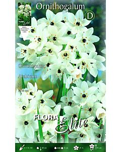 Гарвански лук /Ornithogalum arabicum/ 1 бр