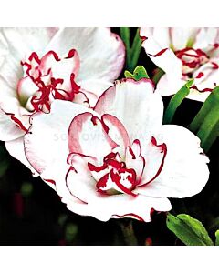 Оксалис /Oxalis 'Double Pink Wonder'/ 1 бр