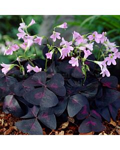 Оксалис 'Sunny' - Oxalis 'Sunny' - 1 бр.