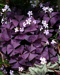 Оксалис /Oxalis 'Mijke/ 1 бр