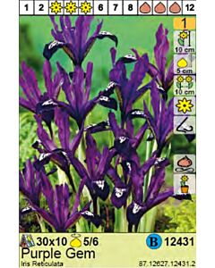 Ирис Reticulata Purple Gem - Пакет: 1 оп. - 10 бр.