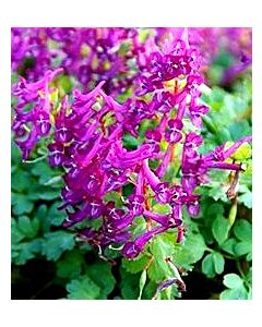 Коридалис Purple Bird - 1бр