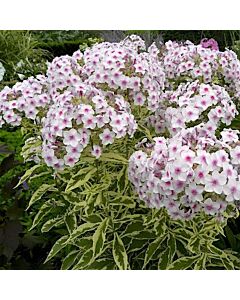 Флокс - Phlox Maculata Nora Leigh - 1 корен 				