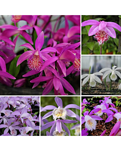 Земна орхидея микс / pleione mix / 5 бр