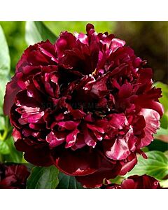 Божур - Paeonia Black Beauty - 1 бр